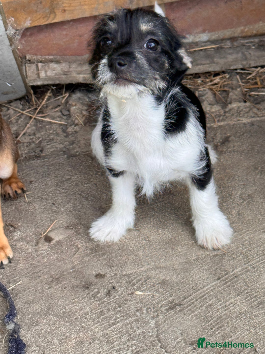 Mixed Breed dogs for sale: 2 beautiful girls ready to go Chihuahua X terrier - Image 1