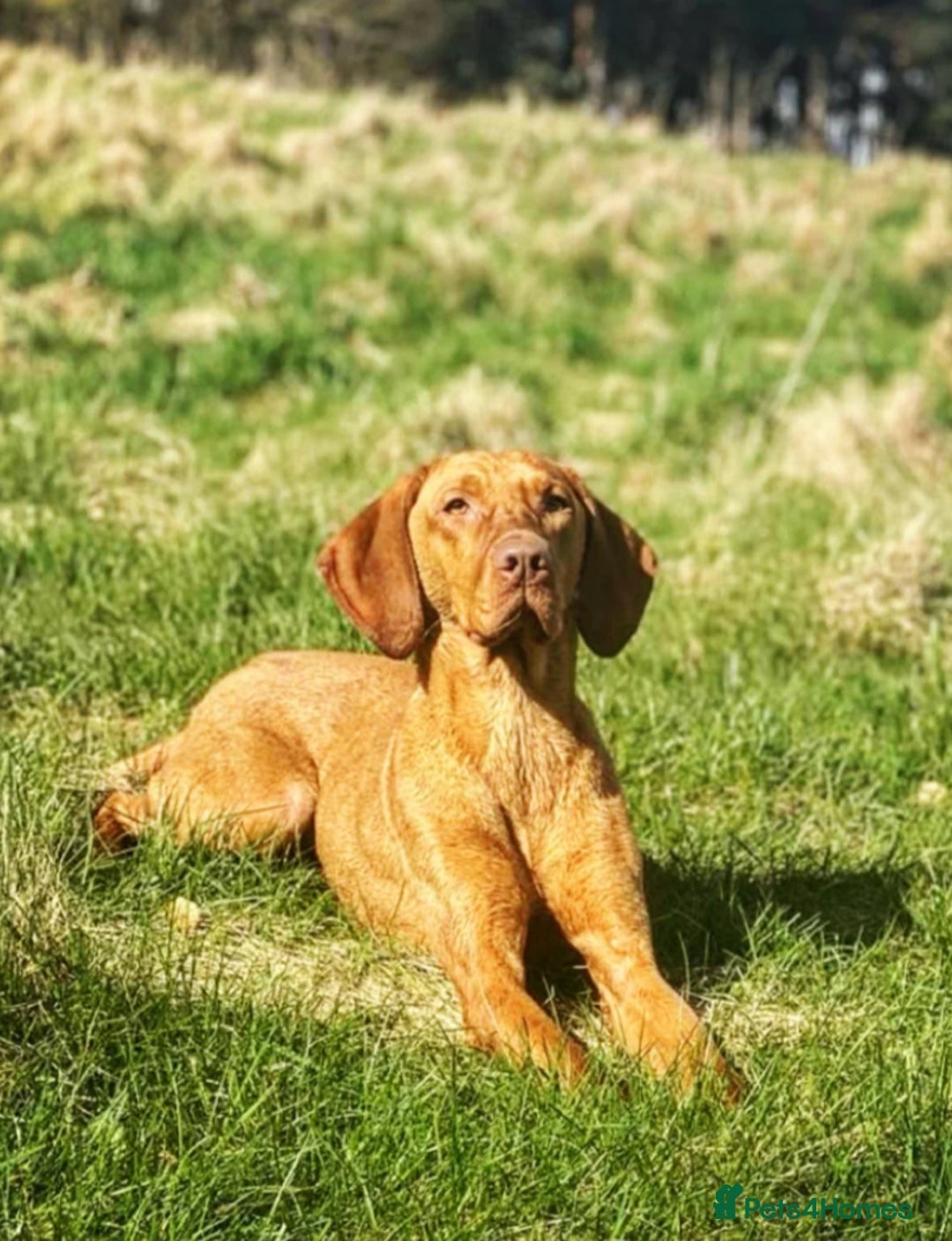 Hungarian Vizsla dogs for sale: Gamekeeper bred KC registered Crufts progeny - Image 27