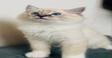 Ragdoll cats - Advert 13