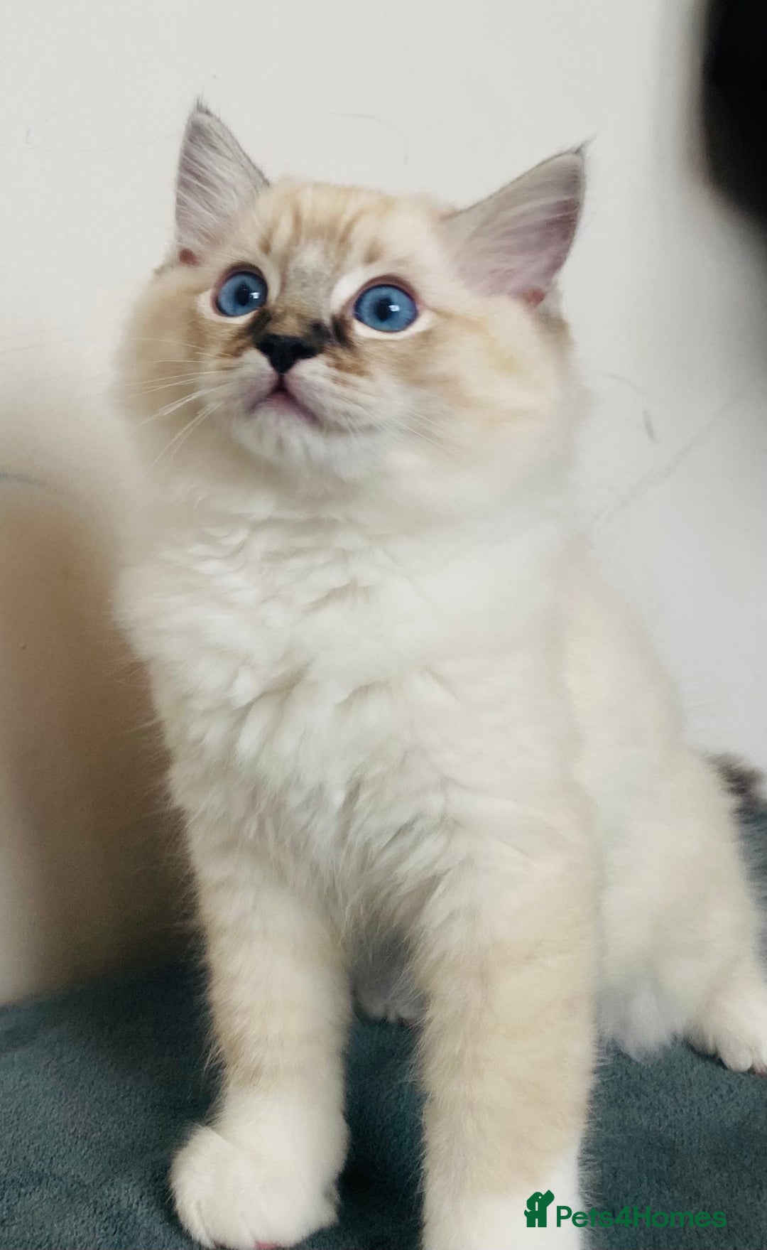Ragdoll cats for sale: 🐾GCCF Family Reared Ragdoll Kittens🐾 - Image 3