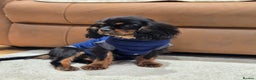 Cavalier King Charles Spaniel dogs for sale: KC Reg Black & Tan Cavalier Girl Puppy - Advert 4