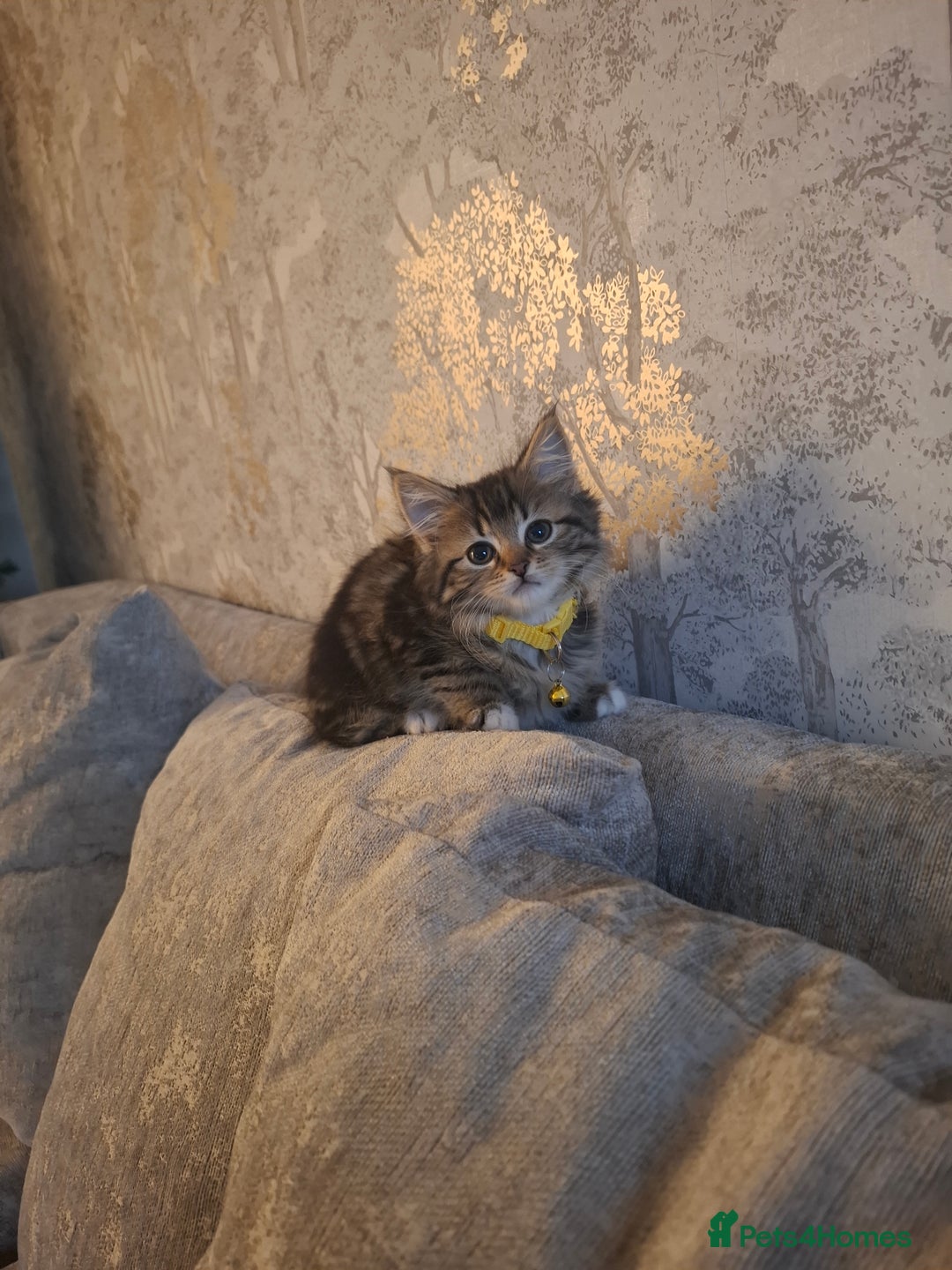 Mixed Breed cats for sale: 12 week old kitten - Advert 2