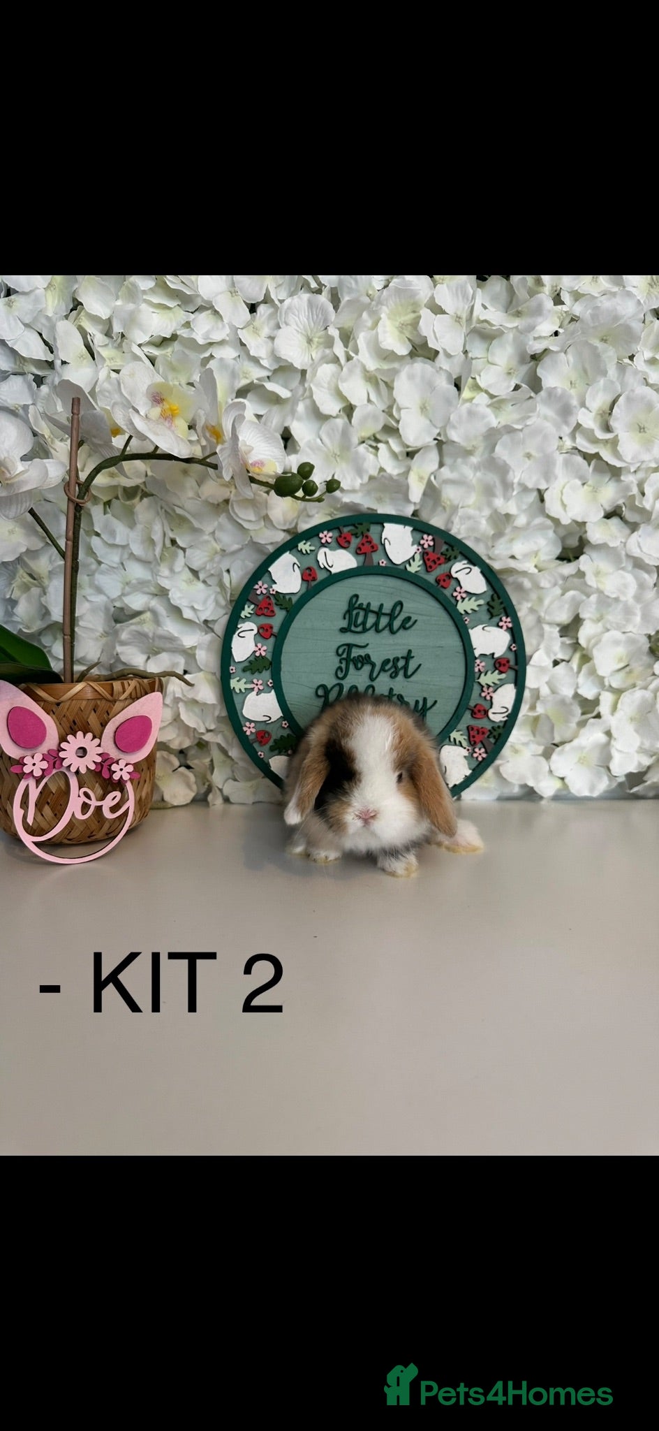 Mini Lop rabbits 🐰 Pure Bred Mini Lop Kits - RTL this weekend! 🐰 - Advert 2