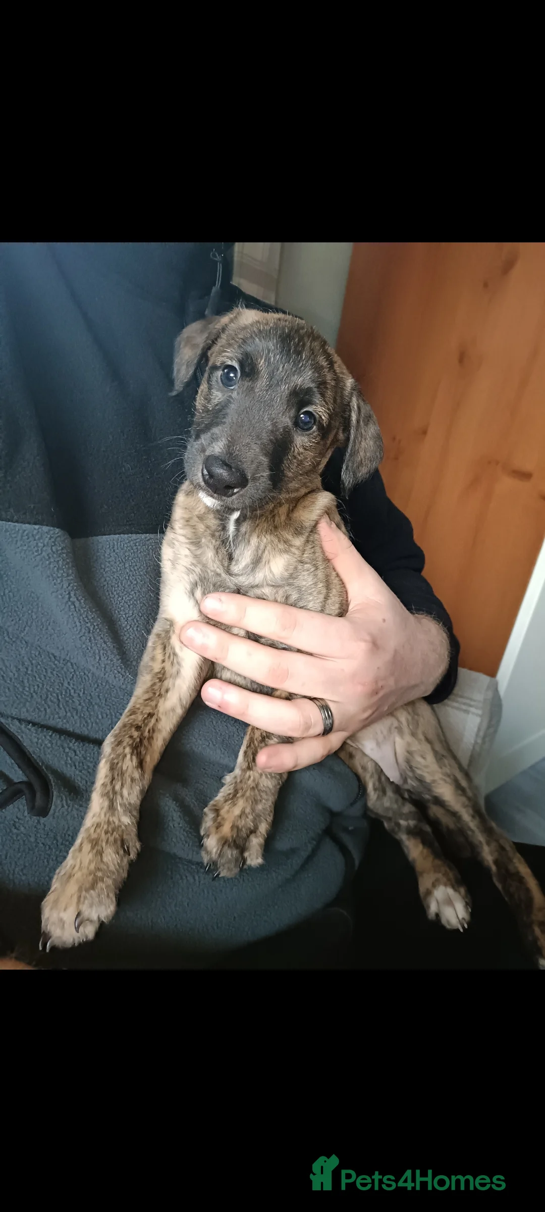 Mixed Breed dogs for sale: Stunning Bedlington Whippet Greyhound Puppies  in Chester - Advert 4