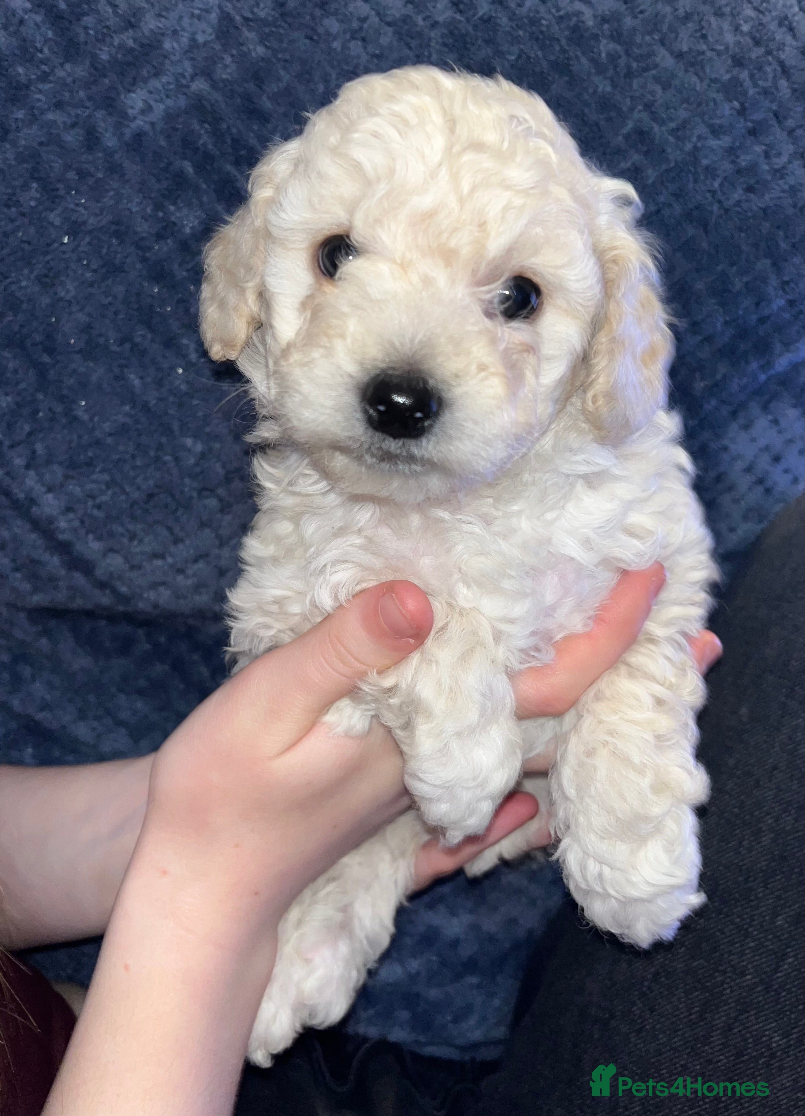 Mixed Breed dogs Cavapoochon puppies - Advert 1