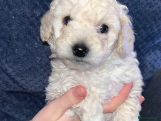 Mixed Breed dogs Cavapoochon puppies - Advert 18