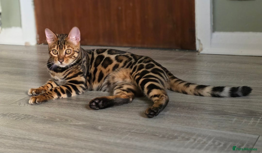 Bengal cats for sale: Brown Rosetted Bengal Prince  - Advert 22