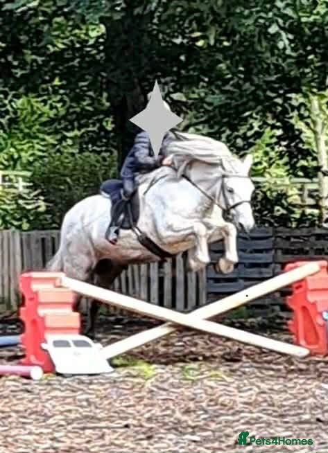 Highland horses Lurgan glengoulandie - Advert 10