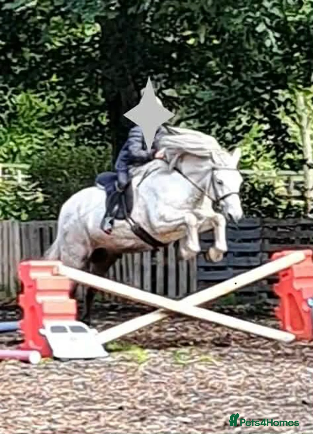 Highland horses for sale: Lurgan glengoulandie - Advert 1