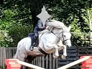 Highland horses Lurgan glengoulandie - Advert 10