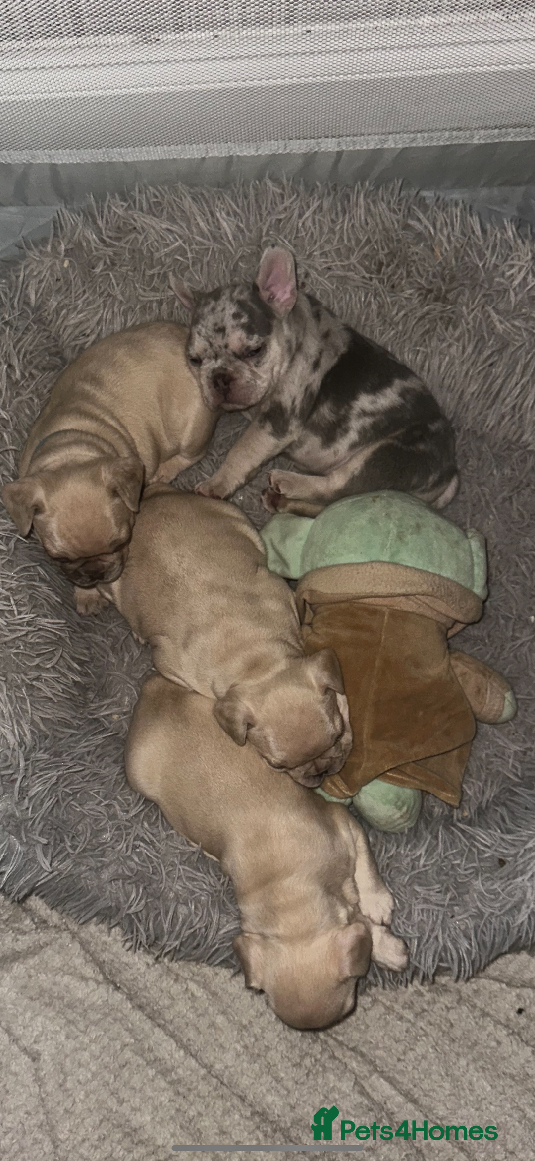 French Bulldog dogs for sale: French bulldog puppies - boys - Advert 3