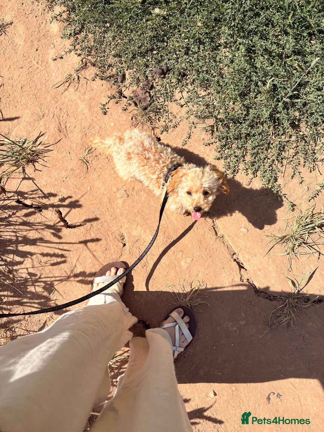 Toy Poodle dogs for sale: Toy poodle puppy - Image 5