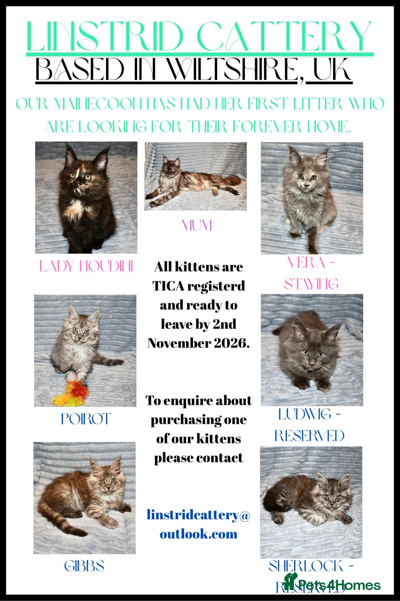 Maine Coon cats Maine Coon Kittens looking for their forever home - Advert 1