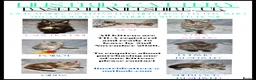Maine Coon cats for sale: Maine Coon Kittens looking for their forever home - Advert 1
