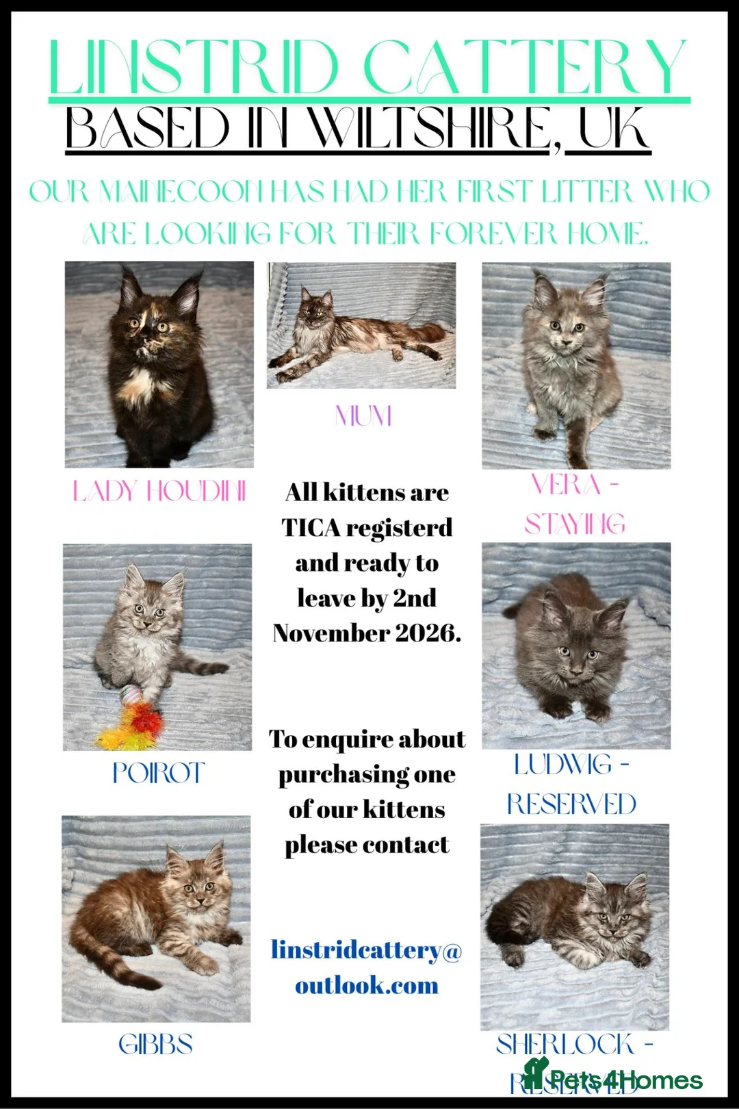 Maine Coon cats for sale: Maine Coon Kittens looking for their forever home - Advert 1