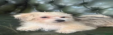 Puppy 2