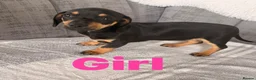 Chiweenie dogs for sale: Gorgeous Chiweenie puppies for sale - Advert 5