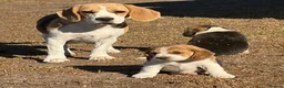 Beagle dogs for sale: Beagle Puppies ready in Glasgow - Advert 2