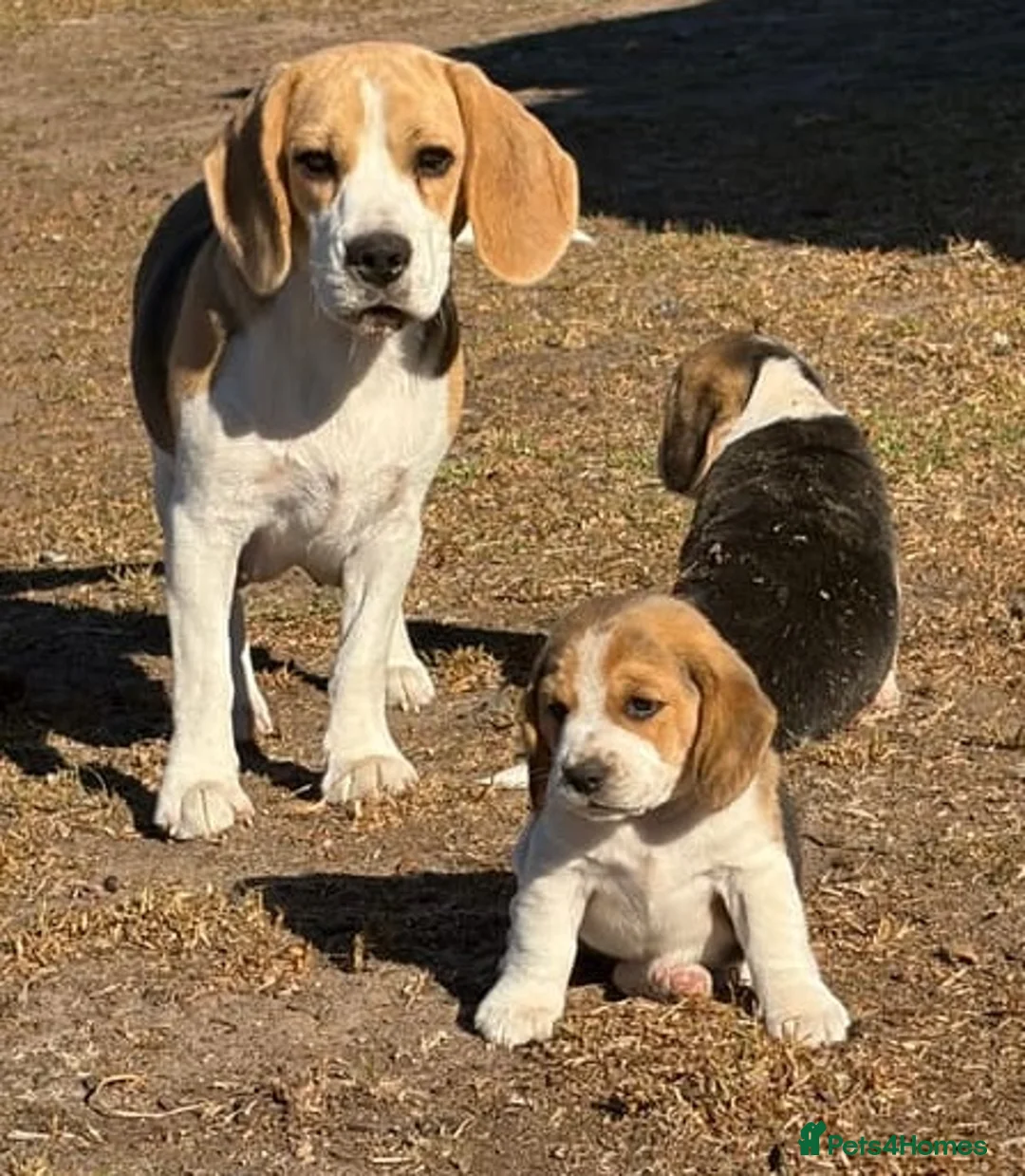 Beagle dogs for sale: Beagle Puppies ready in Glasgow - Advert 2