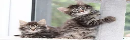 Mixed Breed cats for sale: 3 Lovely Kittens Ready to be Collected - Advert 11