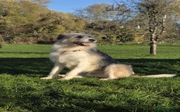 Mixed Breed dogs for adoption: Harley 💙 ( & brother Hershey )  - Advert 11