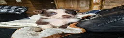 Border Collie dogs for sale: Red Merle and Red/white border collie pups - Advert 15