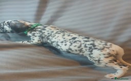 Dalmatian dogs for sale: Dalmatian Ready to home 1×girl 1× boy(£550)) - Image 32