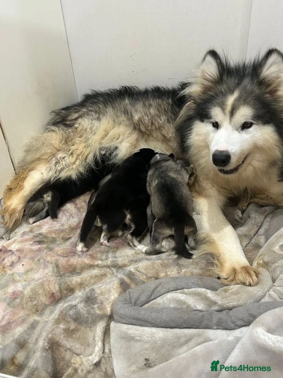 Utonagan dogs for sale: BEAUTIFUL MALAMUTE X SIBERIAN HUSKY PUPPIES - Advert 9