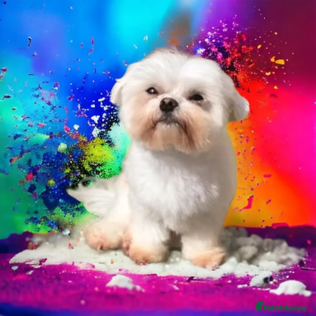 Maltipoo dogs for sale: Adorable Maltipoo Puppies, cream/red M&F - Image 16