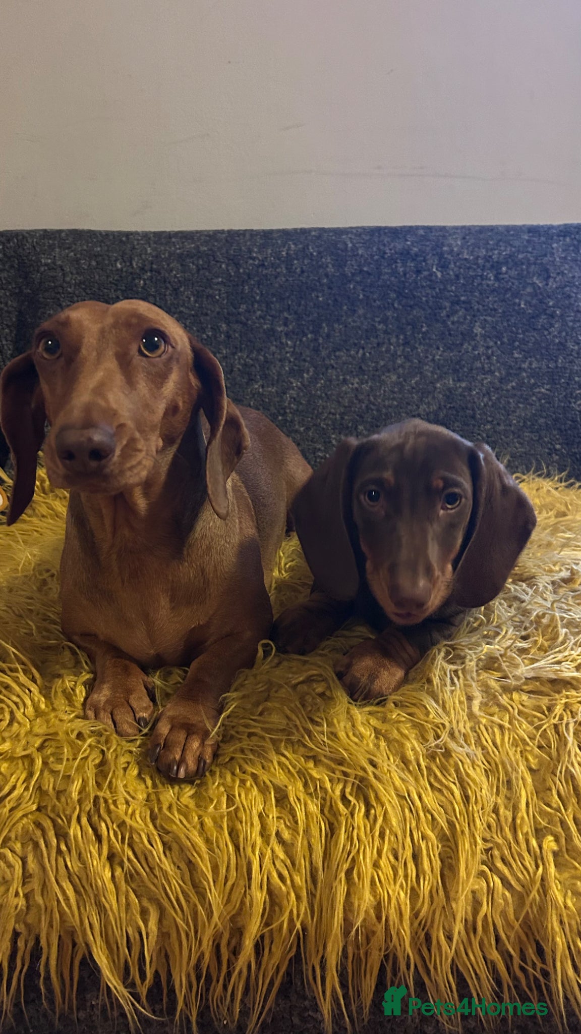 Dachshund dogs Only ONE Girl left Standard dachshund - Advert 1
