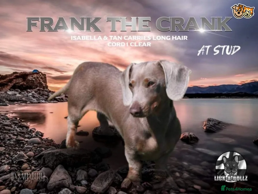 Miniature Dachshund dogs for stud: miniature Dachshund isabell and tan FLUFFY CARRIER in Manchester - Advert 2