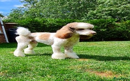 Goldendoodle dogs for stud: FULLY HEALTH TESTED! MOYEN POODLE STUD! in Kettering - Image 18