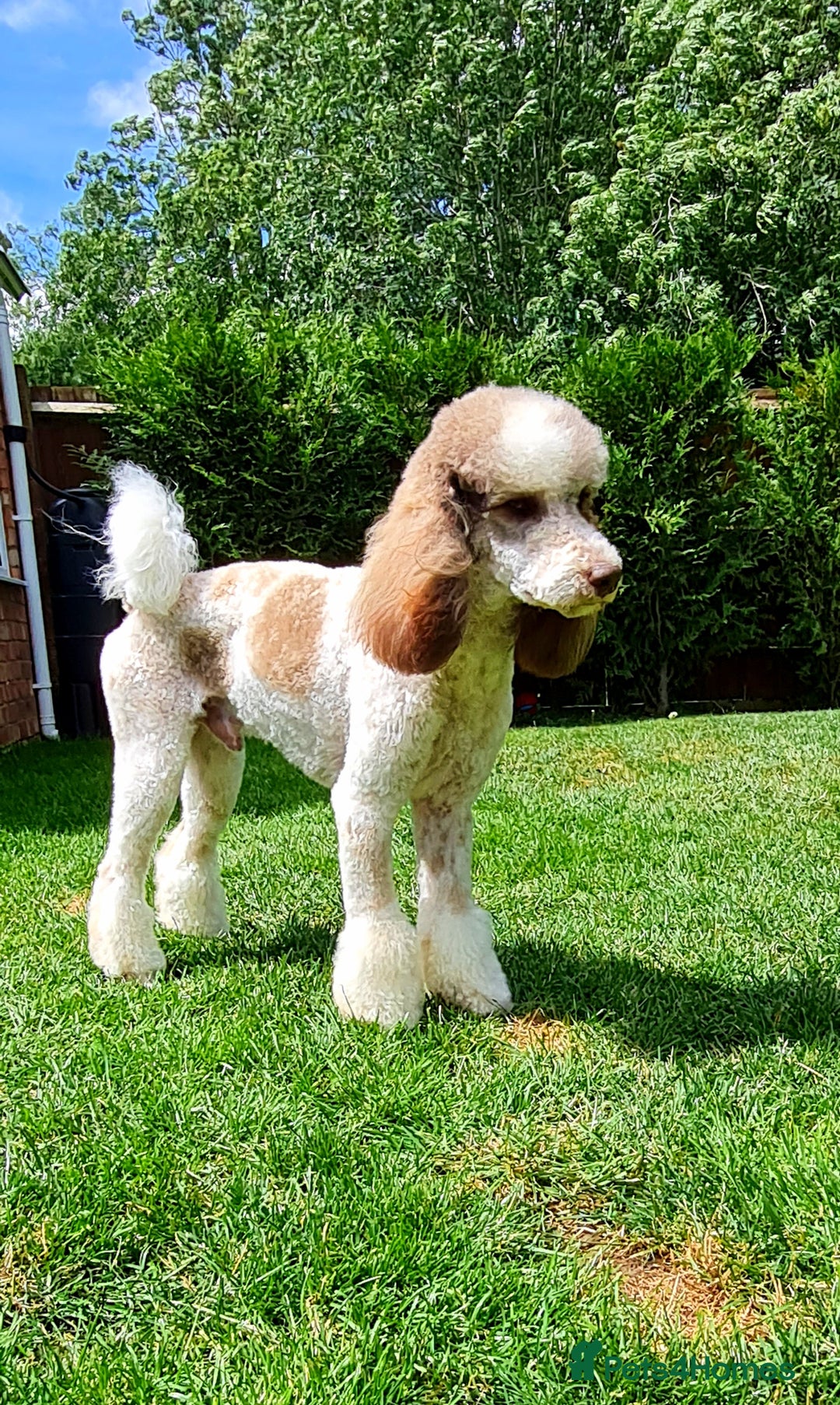 Goldendoodle dogs for stud: FULLY HEALTH TESTED! MOYEN POODLE STUD! in Kettering - Image 18