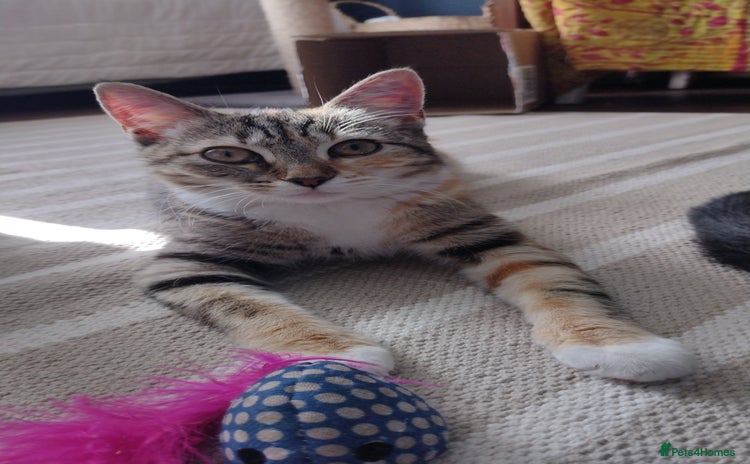 Domestic Shorthair cats - Advert 14
