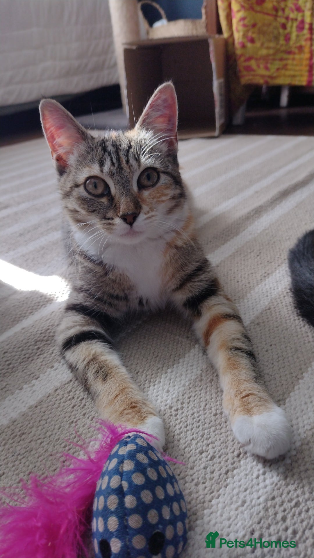 Domestic Shorthair cats for adoption: Lily & Boo, 5 month old kittens  - Image 1