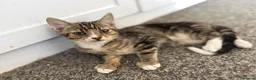 Mixed Breed cats for sale: 6 lovely kittens looking home - 🩷3 girls 🩵3 boys in Sutton-in-Ashfield - Advert 10