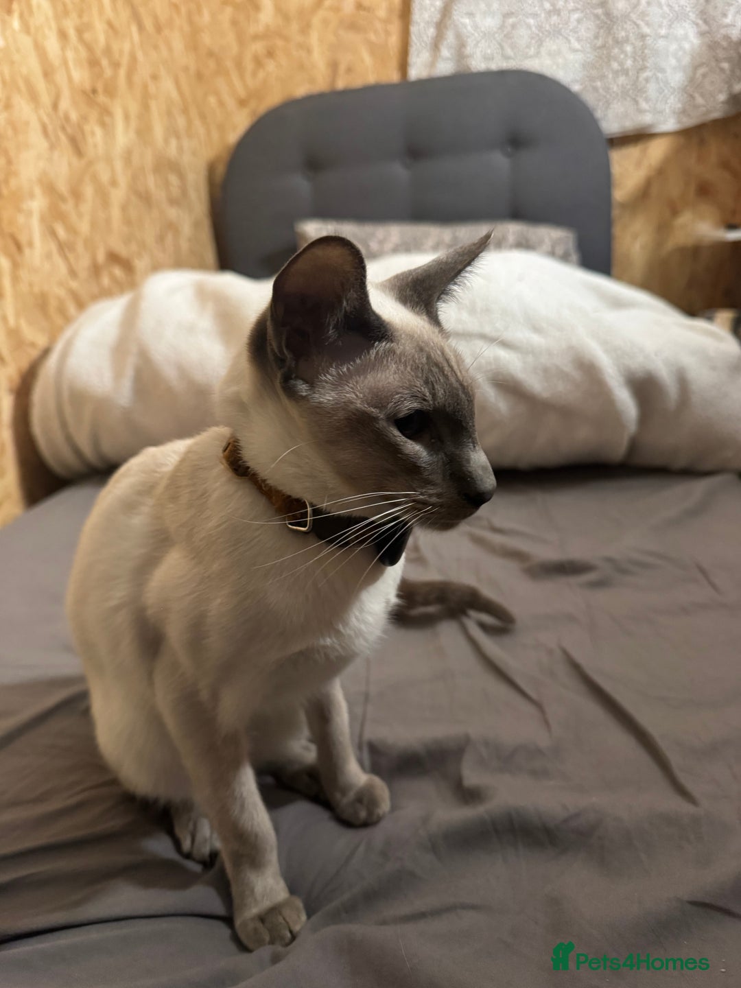 Oriental cats for sale: Oriental Male  - Advert 3