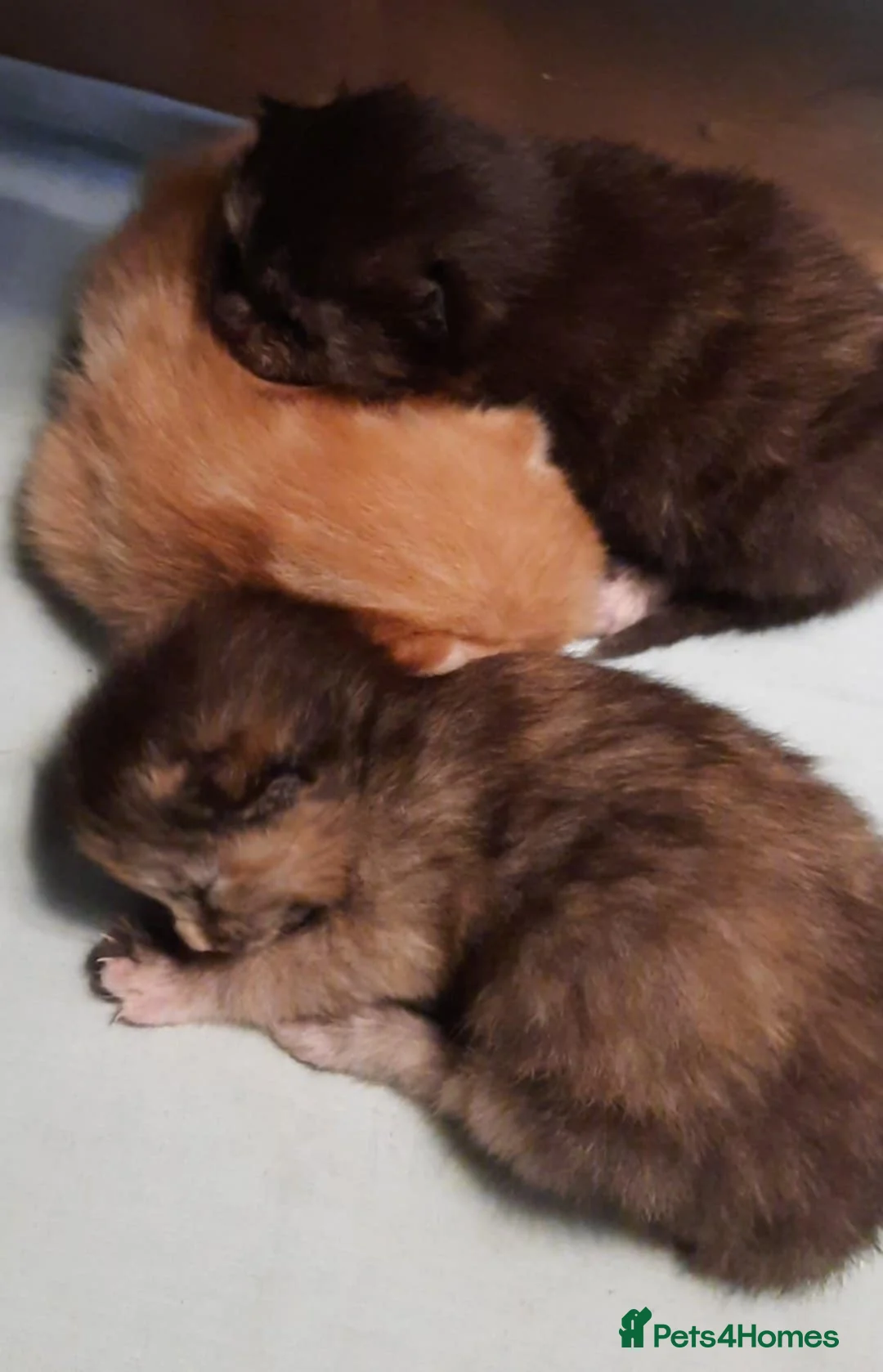 Mixed Breed cats for sale: Playful kittens  - Advert 2