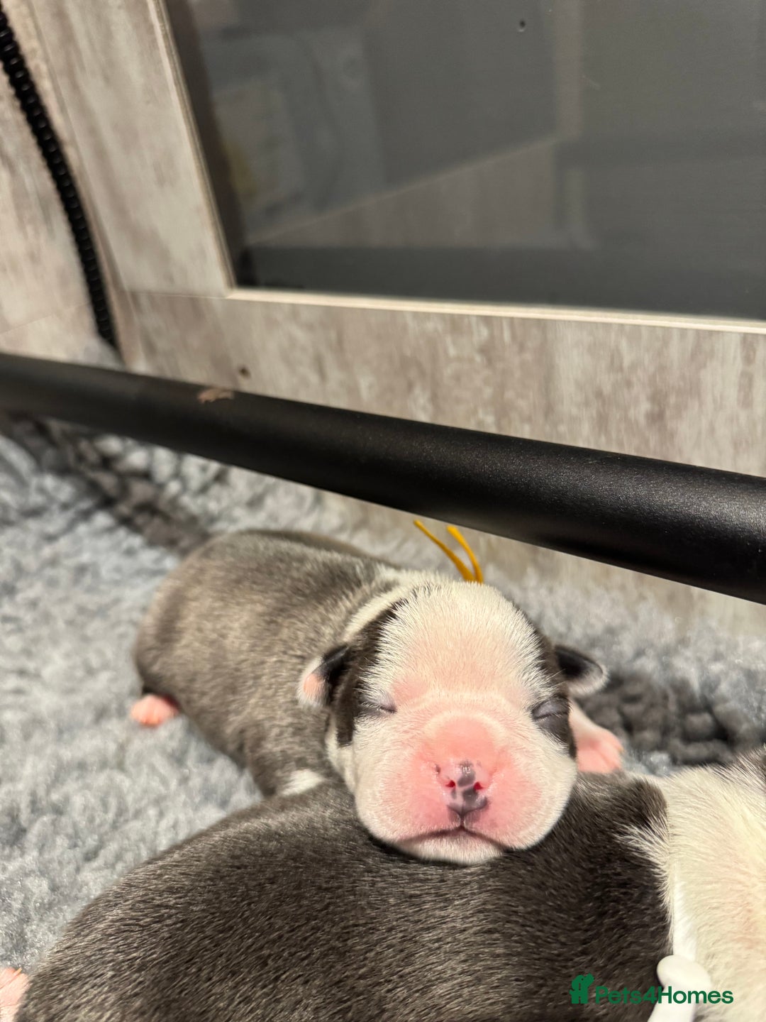 Boston Terrier dogs for sale: Stunning rainbow litter born 5/8/35 - Image 5