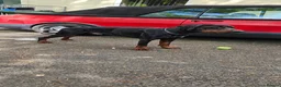 Dobermann dogs for sale: KC Doberman Male - Advert 7
