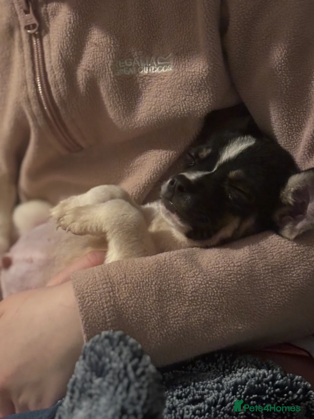 Mixed Breed dogs for sale: 3 beautiful pups - Advert 5