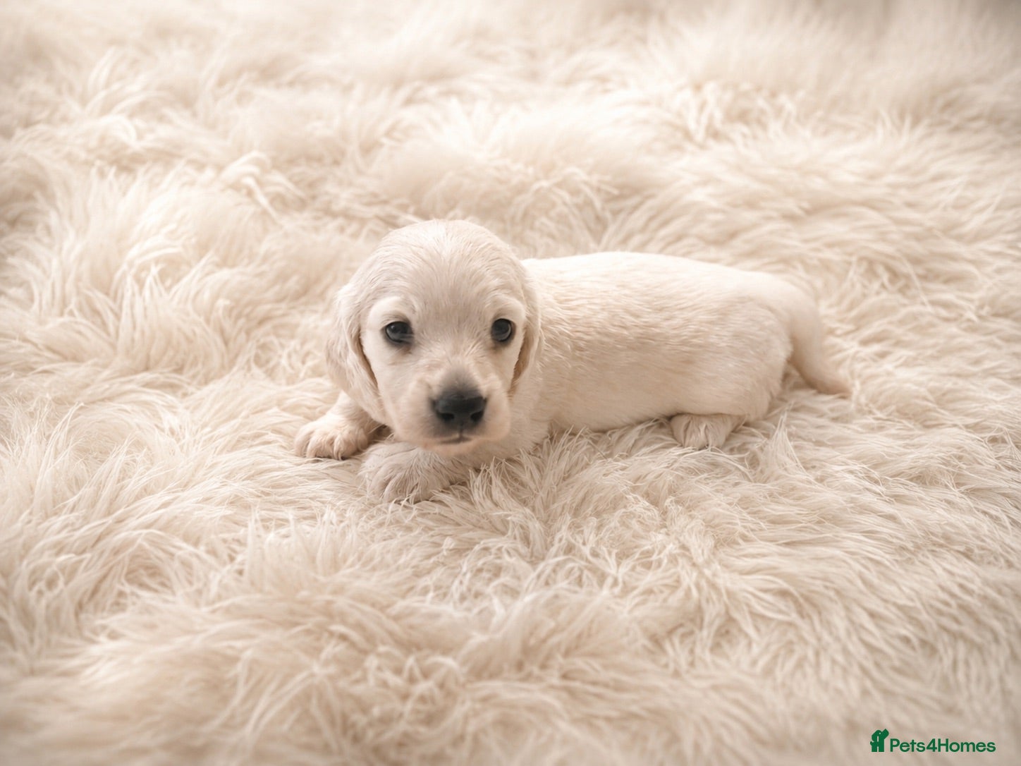 Miniature Dachshund dogs Exceptional KC Reg Miniature L/H Dachshund Puppies - Advert 2