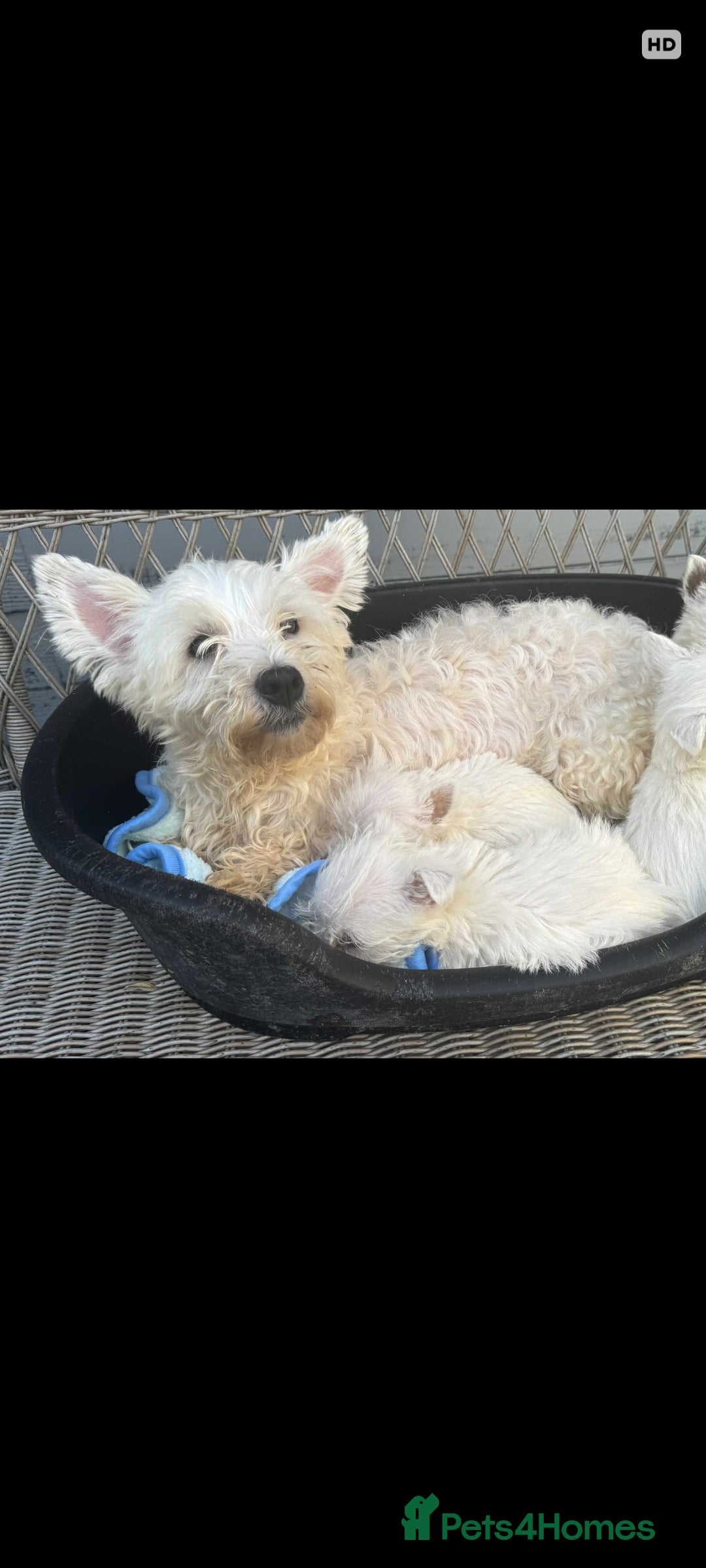 West Highland Terrier dogs for sale: Westie puppys  - Advert 1