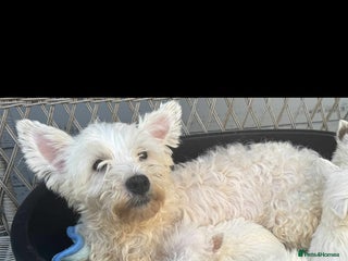 West Highland Terrier dogs Westie puppys - Advert 1