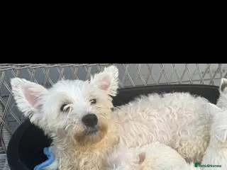 West Highland Terrier dogs Westie puppys - Advert 13