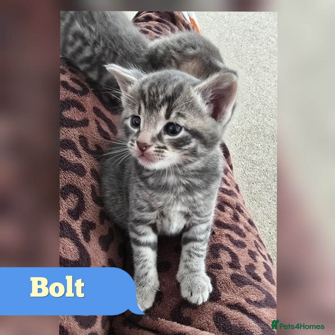 Mixed Breed cats for sale: 🐾 Beautiful Kittens Available 🐾 - Advert 3