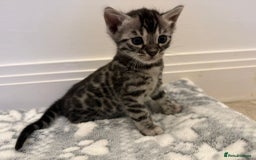 Bengal cats for sale: Bengal Kittens For Sale (4 Left) - Image 13