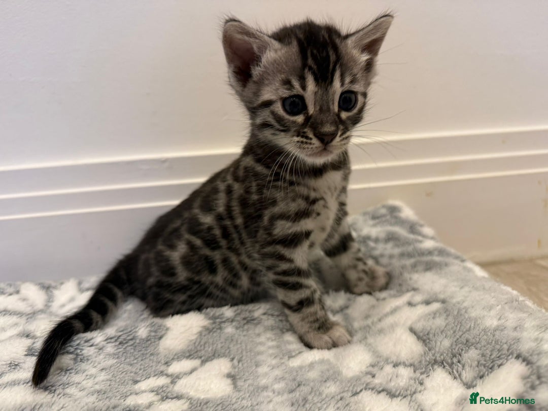 Bengal cats for sale: Bengal Kittens For Sale (4 Left) - Image 13