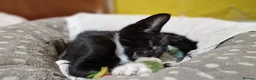 Mixed Breed cats for sale: 8 weeks old kittens ip3 (mum is half maine coon) - Advert 7