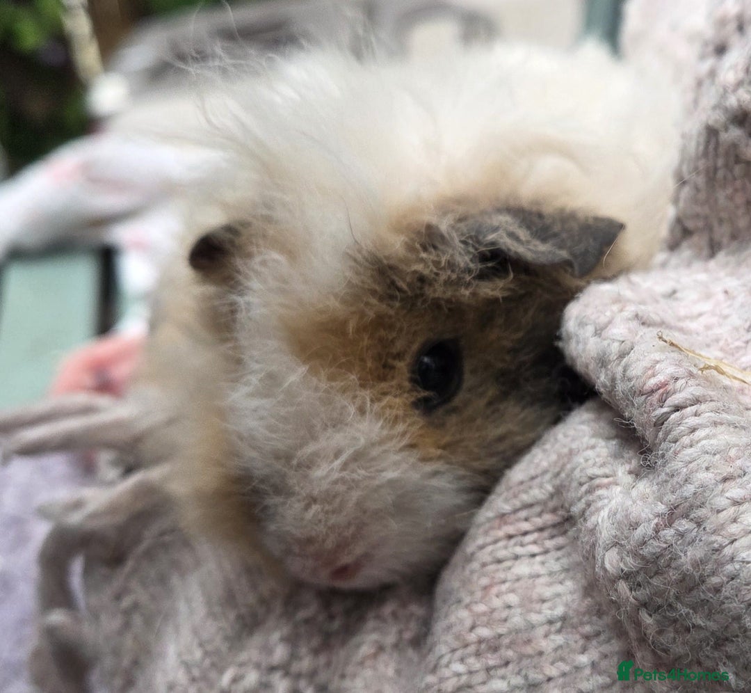 Guinea Pig rodents for sale: 3 beautiful females for sale  - Image 13
